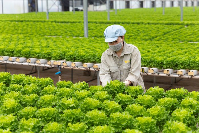 AI trong nông nghiệp